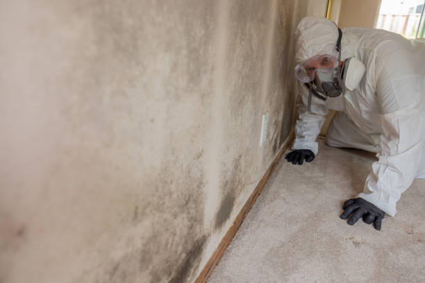 Why You Should Choose Our Mold Remediation Services in Hanley Hills, MO