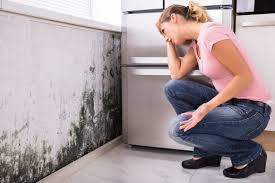 Best Black Mold Removal  in Hanley Hills, MO